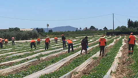 Agricultores trabajando. (Archivo)