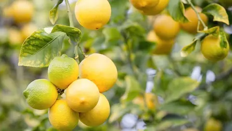 Limones. (Archivo)