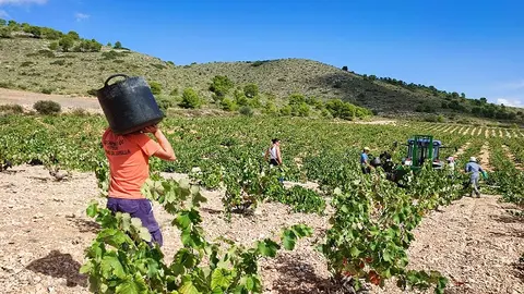 9031_vendimia-jumilla-monastrell-zona-media
