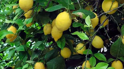 9756_220329limon