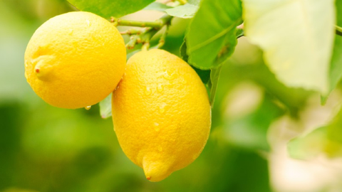 Lim&oacute;n Fino de Murcia. (Archivo)