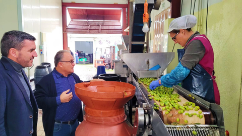 20221230 Aceitunas Guillam&oacute;n