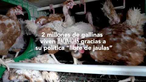 La ONG Equalia acusa a Mercadona de &lsquo;Welfare Washing&rsquo; por vender huevos de gallinas enjauladas