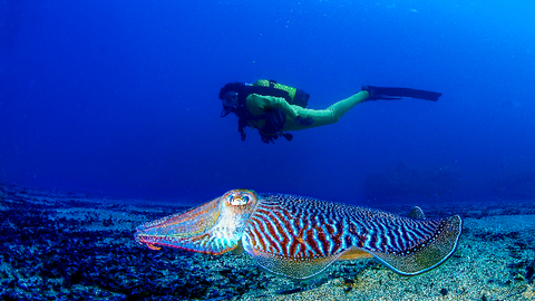 Buceo en la Regi&oacute;n de Murcia. Javier Ferrer