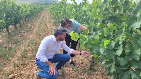 El consejero en funciones de Agua, Agricultura, Ganader&iacute;a y Pesca, Antonio Luengo, durante su visita a la finca experimental Hacienda Nueva, en el municipio de Ceheg&iacute;n.