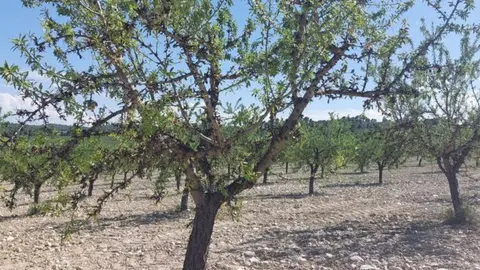 Los productores murcianos recibir&aacute;n 45,3 euros por hect&aacute;rea para paliar la sequ&iacute;a, mientras que otras comunidades recibir&aacute;n&nbsp;90,6 euros por hect&aacute;rea.&nbsp;