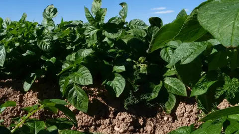 Cultivo en el suelo del Campo de Cartagena.