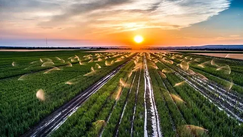 Campo regado con aguas residuales procedentes de la industria alimentaria.