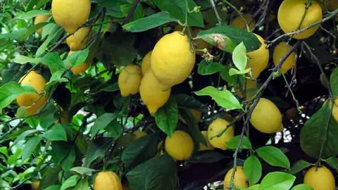 9756_220329limon