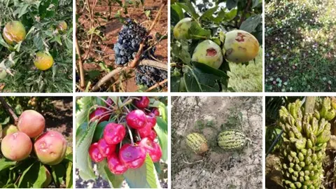 Im&aacute;genes de da&ntilde;os causados por el pedrisco sobre producciones agr&iacute;colas.