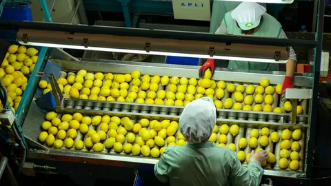 Tratamiento de limones en una f&aacute;brica.