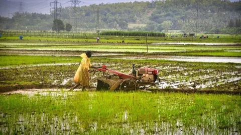 Un monz&oacute;n m&aacute;s intenso de lo normal en la India aliviar&aacute; los precios de los alimentos despu&eacute;s de junio.