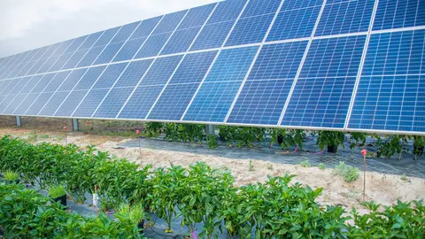 Instalaci&oacute;n agrovoltaica de Soltec.