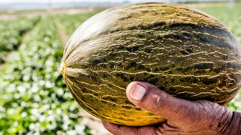 Mel&oacute;n.