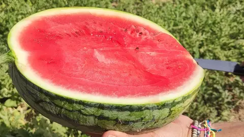 La Regi&oacute;n de Murcia lidera las exportaciones de mel&oacute;n  a nivel nacional con un 49% del total, mientras en la sand&iacute;a con un 18,4% ocupa el segundo lugar.