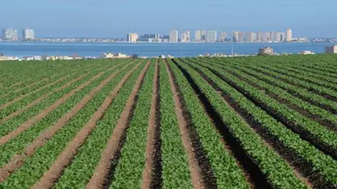 Agricultura en el Mar Menor. (Archivo)