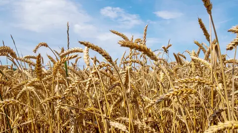 Cultivo de cereal. (Archivo)