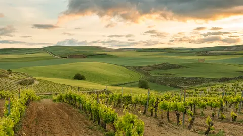 Vi&ntilde;as de Rioja de Zamora Company.