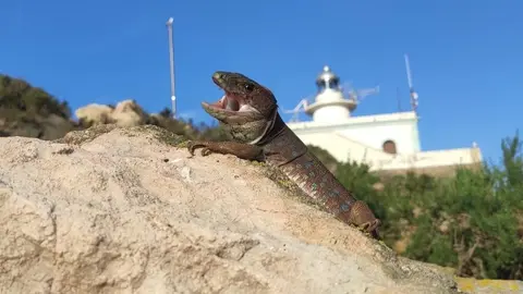 Lagarto b&eacute;tico en la Isla de Escombreras