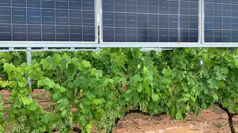 Estructuras agrovoltaicas para vi&ntilde;edos desarrollados con ayudas del Programa Regional de Transferencia de Conocimientos de las Fundaci&oacute;n S&eacute;neca.