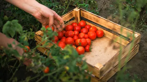 Recolecci&oacute;n de tomates.