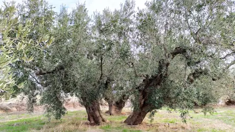 Olivo ecol&oacute;gico en Jumilla.