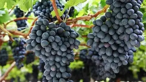 Vi&ntilde;edo. (Archivo)