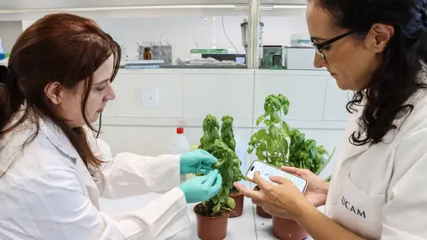 Las investigadoras &Aacute;gueda Molinero y Mar&iacute;a Cuartero instalando el sensor desarrollado en una de las plantas del laboratorio.