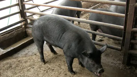 Ejemplares de chato murciano. (Archivo)