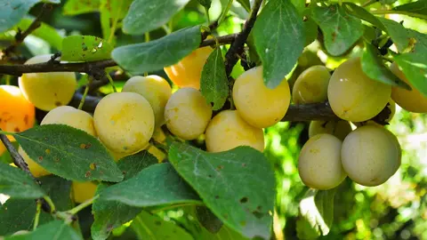 Fotograf&iacute;a de frutales. (Imagen de Jean-Louis SERVAIS en Pixabay)