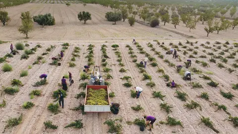 Tras tres a&ntilde;os de intensa sequ&iacute;a, la producci&oacute;n en las parcelas de secano disminuye, pero no la calidad de los vinos. (DOP Jumilla)
