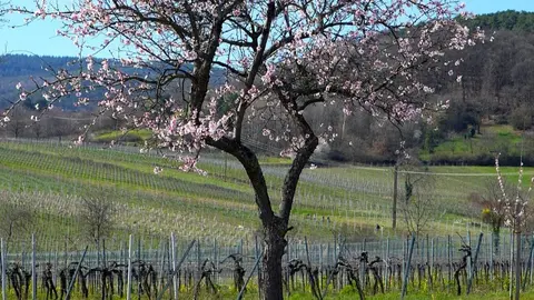 Almendro. (Imagen de Matthias B&ouml;ckel en Pixabay)