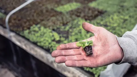 Producci&oacute;n de lechuga. (Proexport)