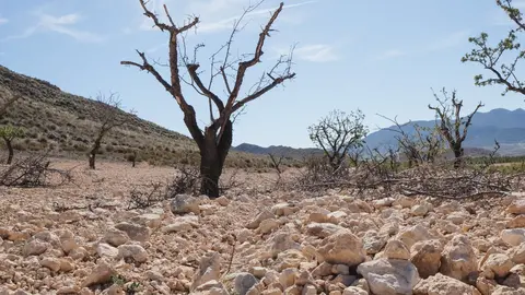 Imagen de la sequ&iacute;a que afecta a los almendros en la Regi&oacute;n. (Feocam)