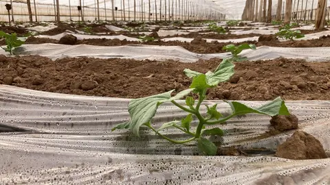 Plantaci&oacute;n de mel&oacute;n piel de sapo de El Secreto de Mi Tierra en invernadero. (Agencia Weekend)