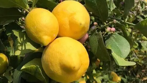 Limones. (Asaja Murcia)