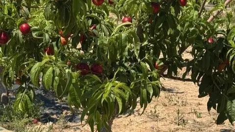 Imagen de frutales. (Lobby Comunicaci&oacute;n)