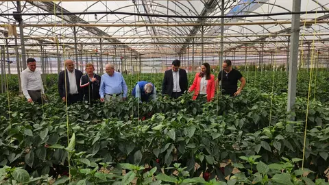 La consejera Sara Rubira durante la visita al cultivo de pimiento ecol&oacute;gico de la empresa Hortamira, junto al alcalde de San Javier y los responsables de la empresa. (CARM)