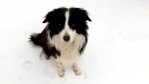 Silverwoof: La empresa murciana que revoluciona el cuidado de perros mayores desde &Aacute;guilas- Indie -