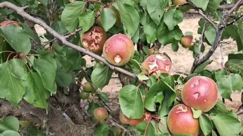 Cultivos afectados por el pedrisco. (Agroseguro)