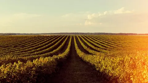 Imagen de un campo. (Freepik)
