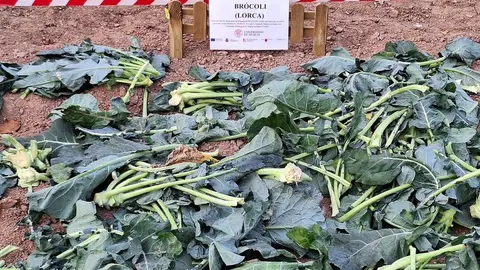 Investigaci&oacute;n de agricultura de carbono de la UMU. (UMU)