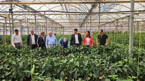 Imagen de archivo de la consejera Sara Rubira durante una visita a la plantaci&oacute;n de pimiento ecol&oacute;gico de la empresa Hortamira. (CARM)