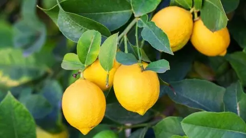 Lim&oacute;n Verna. (Asaja Murcia)