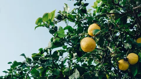 Limones. (Freepik)