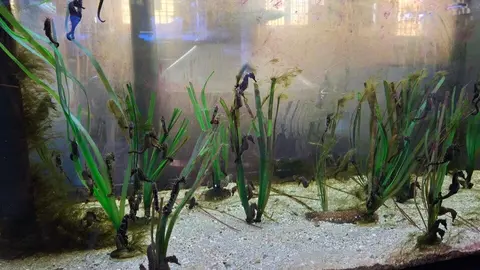 Acuario del banco de especies del Mar Menor con caballitos de mar. (CARM)
