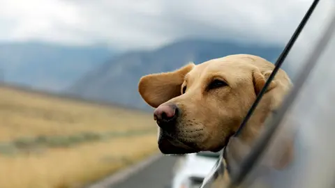 Todo lo que tienes que tener en cuenta para viajar con mascota sin volverte loco