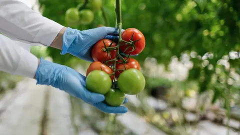 Un trabajador con tomates. (Freepik)