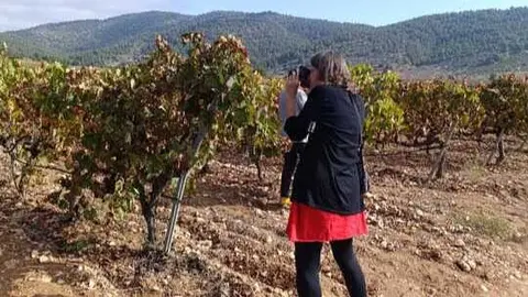La periodista Nicole Biarn&eacute;s, fotografiando los vi&ntilde;edos de la Regi&oacute;n. (CARM)