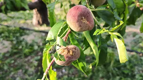 Imagen de archivo de fruta de hueso da&ntilde;ada por el granizo. (CARM)